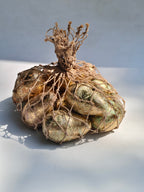 Antique Gold Leaf Easter Eggs – Set of 8 | Luxe Festive Décor